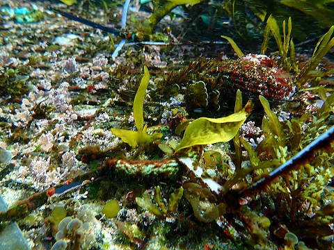 Crayweed image